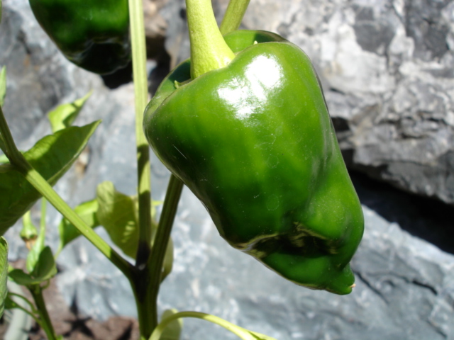 Chile poblano