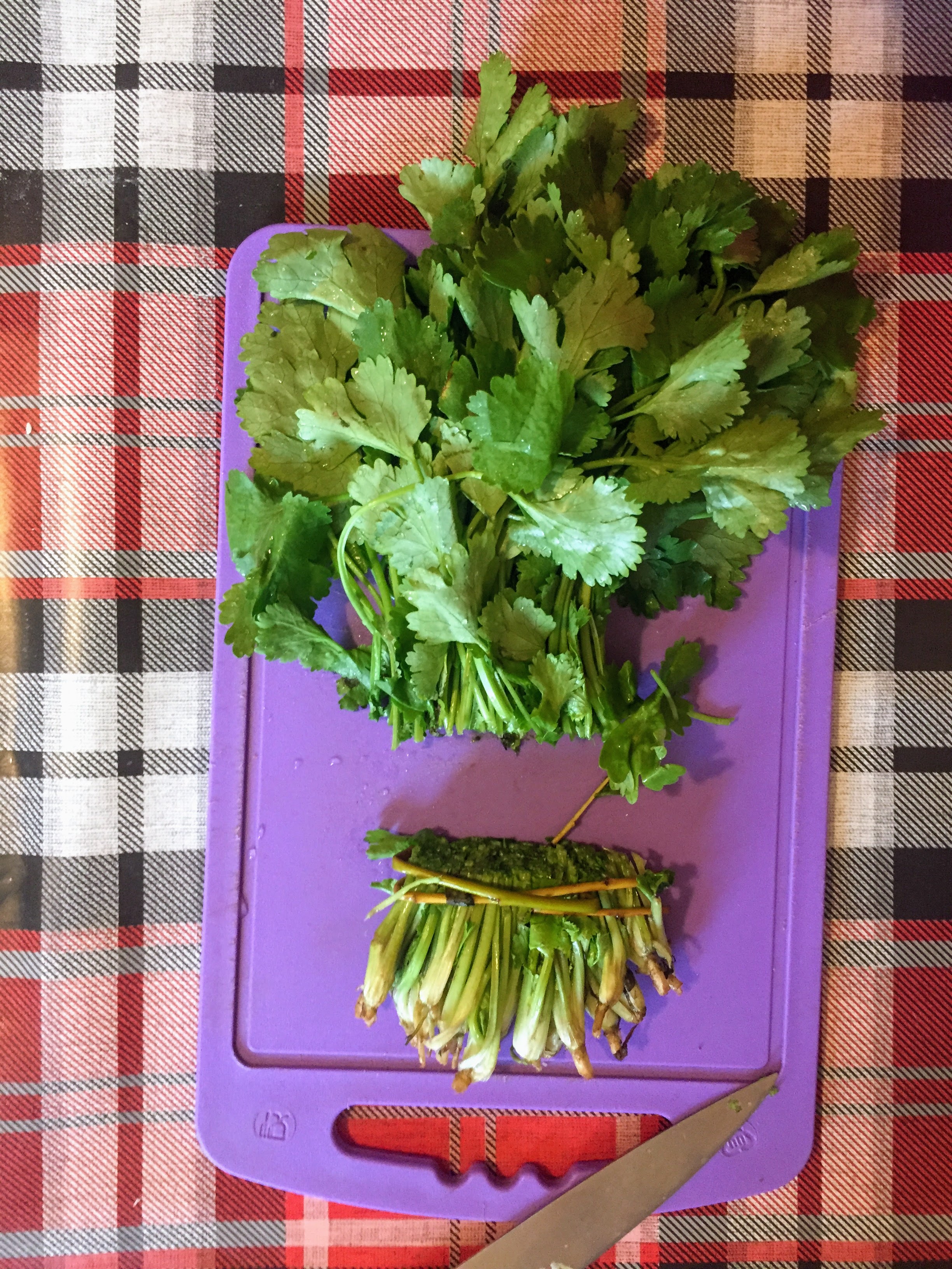 Cilantro