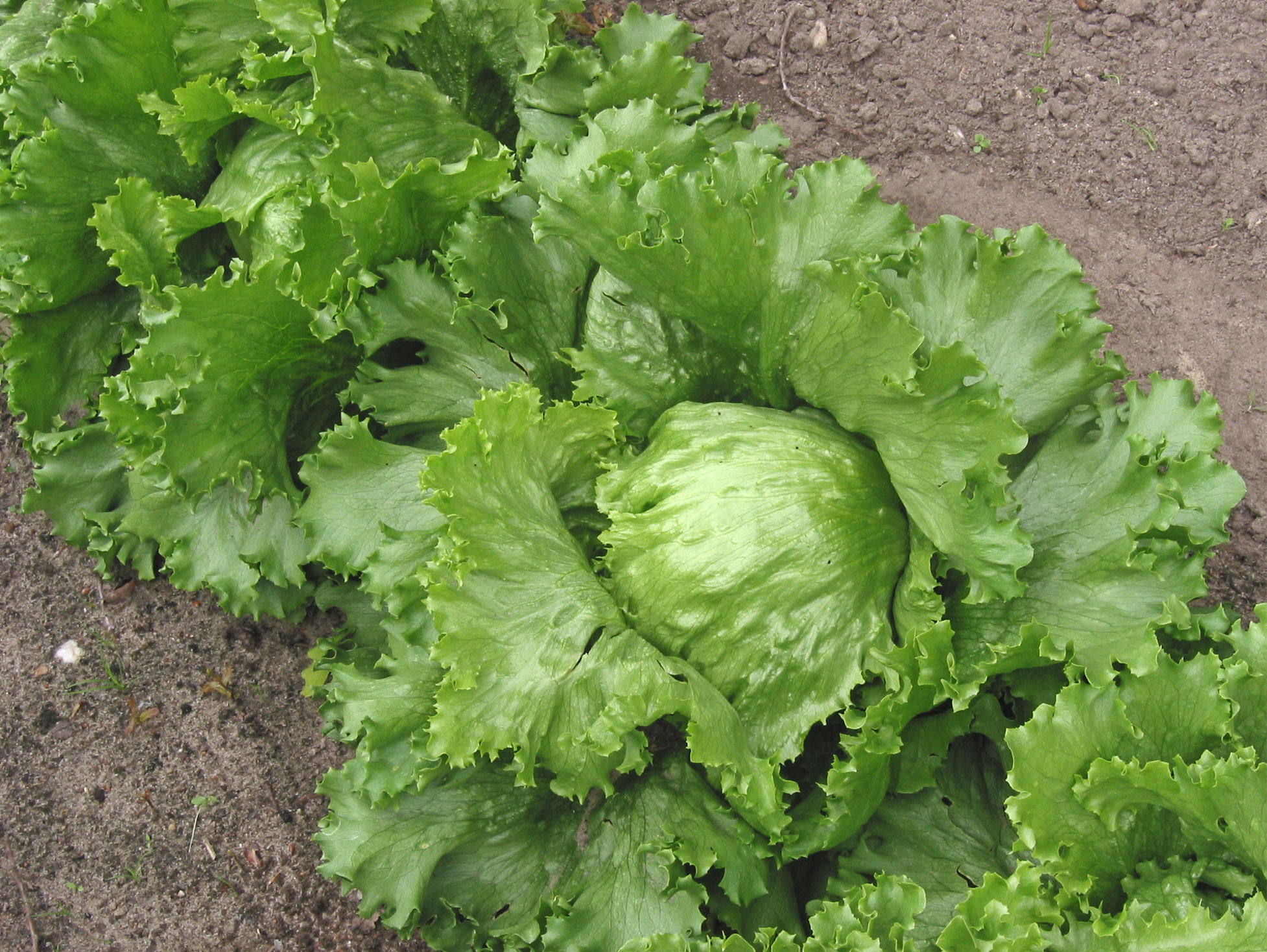 Lechuga bola