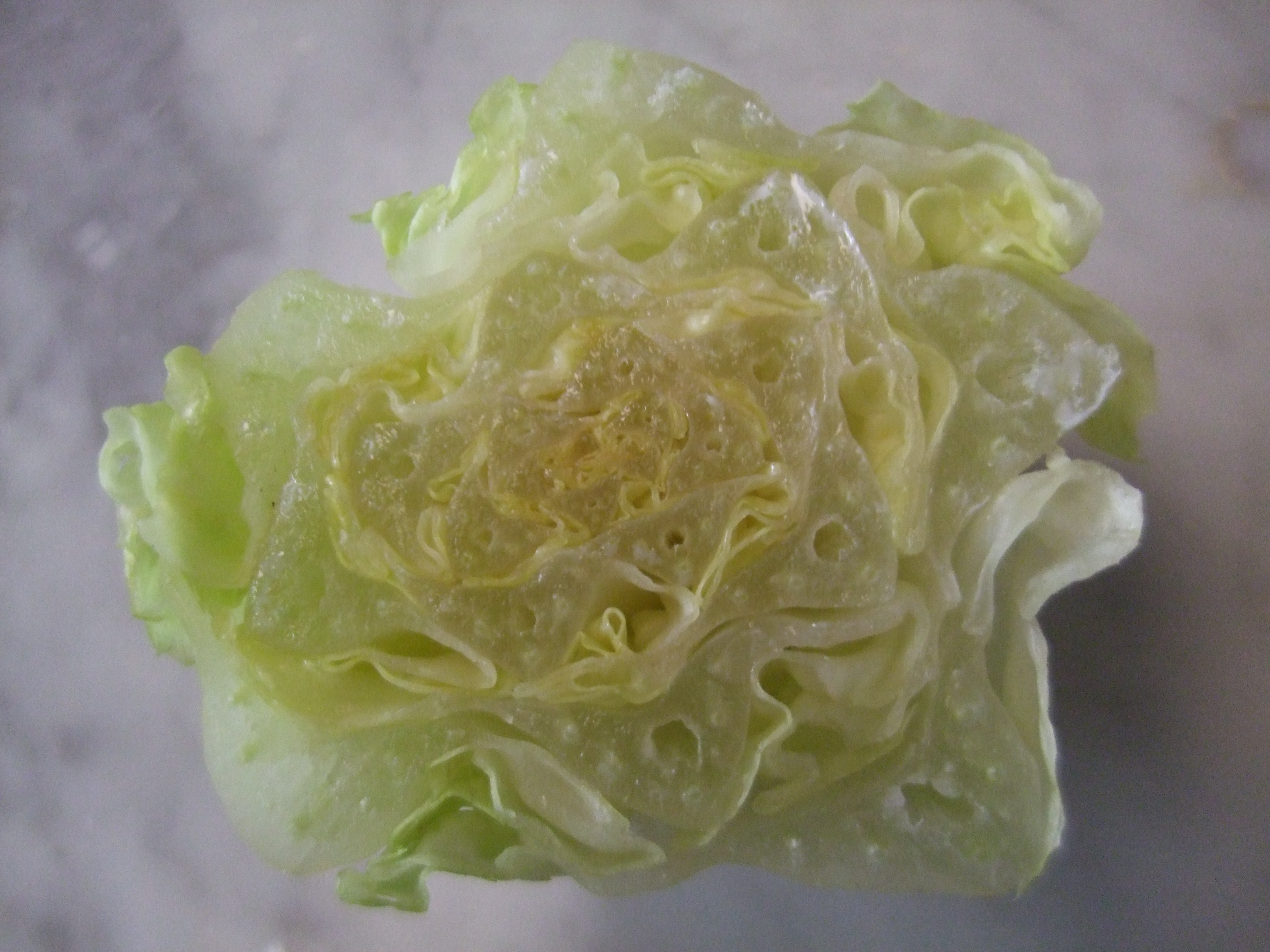 Lechuga orejona